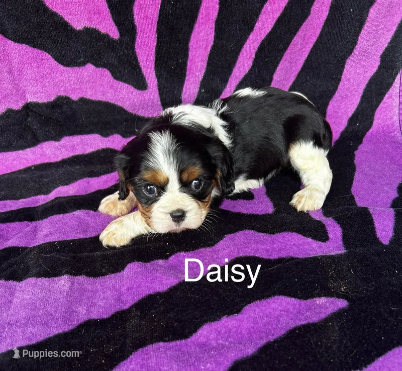 Daisy – Cavalier King Charles Spaniel puppy for sale in Montezuma, GA
