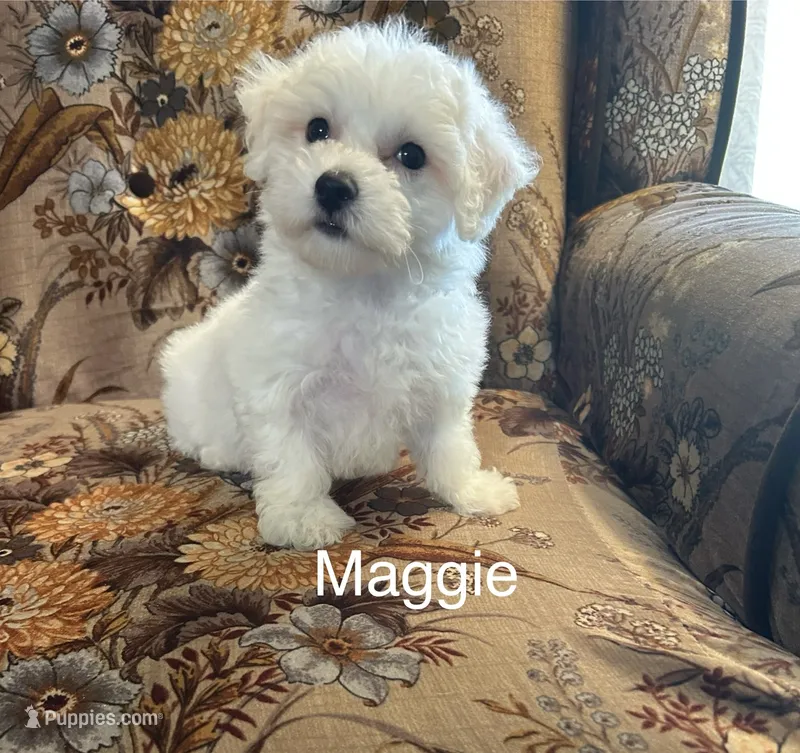 Maggie – Bichon Frise puppy for sale in Montezuma, GA