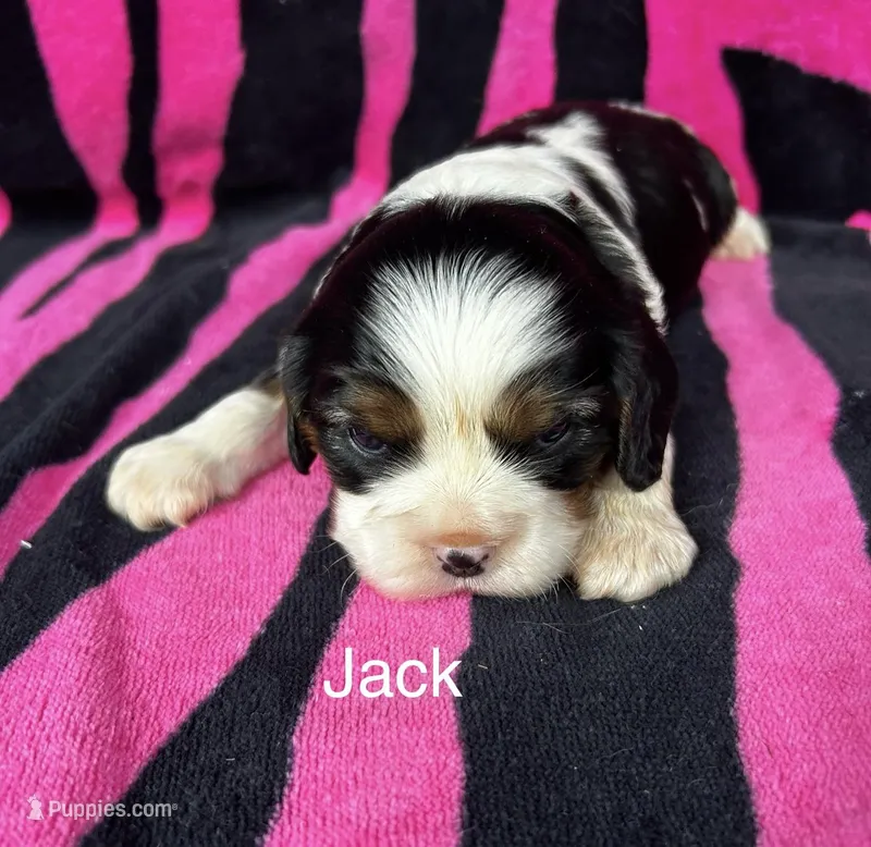 Jack, a male Cavalier King Charles Spaniel for sale in Montezuma, GA – Photo 1 of 2
