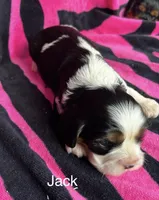 Jack, a male Cavalier King Charles Spaniel for sale in Montezuma, GA – Photo 2 of 2