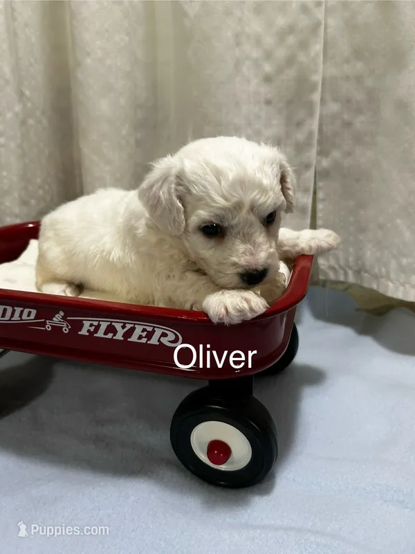 Oliver. – Bichon Frise puppy for sale in Montezuma, GA