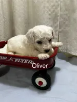 Oliver., a male Bichon Frise for sale in Montezuma, GA – 1 of 2