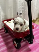 Star, a female Bichon Frise for sale in Montezuma, GA – 2 of 2