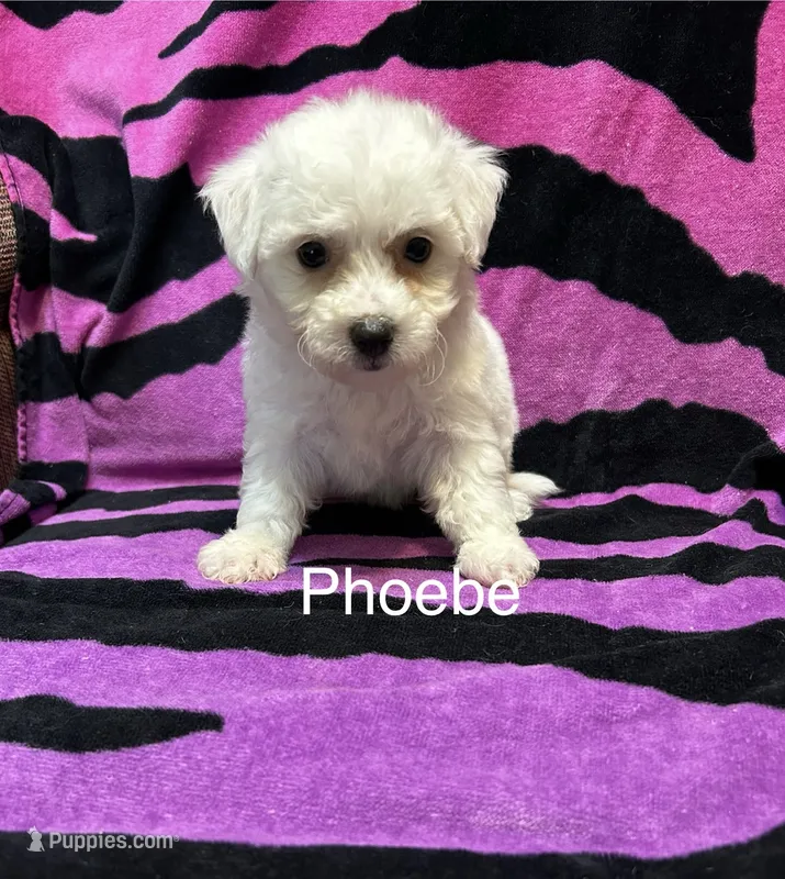 Phoebe – Bichon Frise puppy for sale in Montezuma, GA