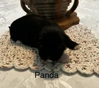Panda, a female Lhasa Apso for sale in Montezuma, GA – 2 of 4