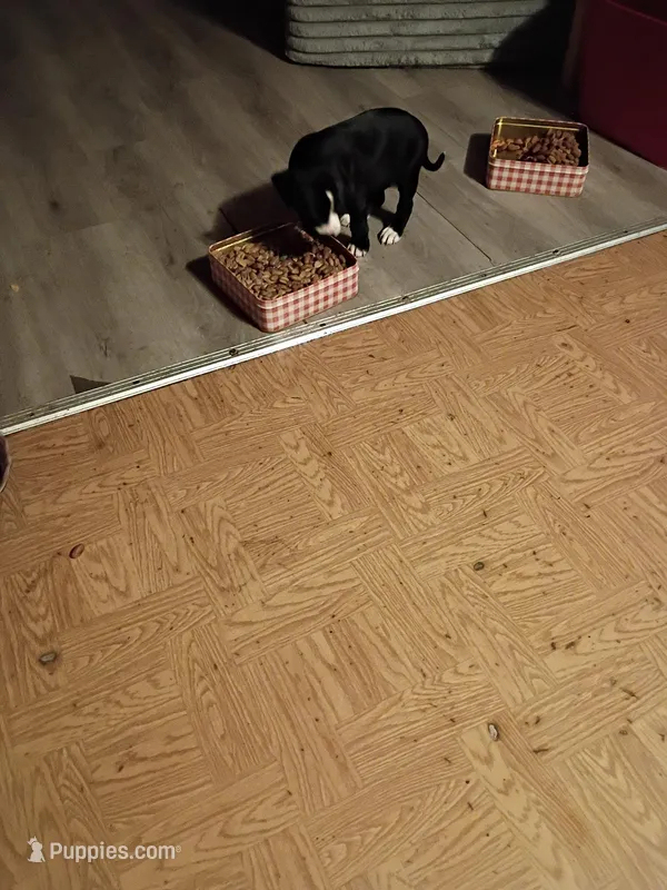 Staffy pitbulls puppys  – American Pit Bull Terrier puppy for sale in Seven Springs, NC