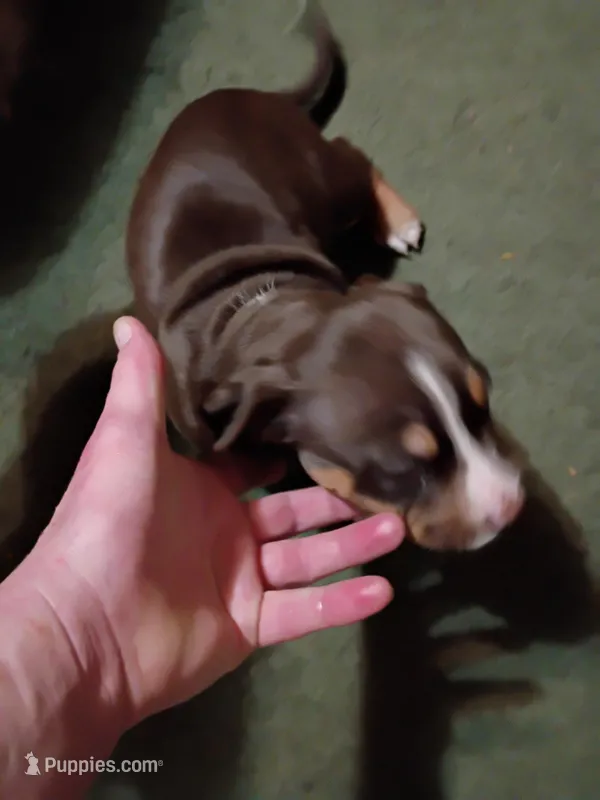 Staffy pitbulls puppys  – American Pit Bull Terrier puppy for sale in Seven Springs, NC