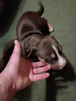 Staffy pitbulls puppys , a female American Pit Bull Terrier for sale in Seven Springs, NC – Photo 1 of 2