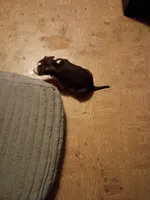 Staffy pitbulls puppys , a female American Pit Bull Terrier for sale in Seven Springs, NC – Photo 2 of 2