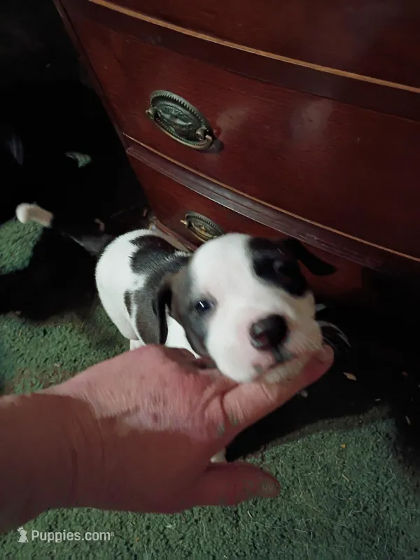 Staffy pitbulls puppys  – American Pit Bull Terrier puppy for sale in Seven Springs, NC
