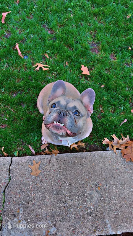 Luna – French Bulldog puppy for sale in Dallas, TX