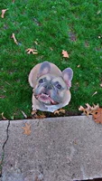 Luna, a female French Bulldog for sale in Dallas, TX – Photo 1 of 2