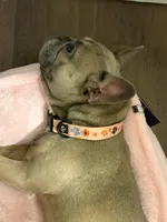 Luna, a female French Bulldog for sale in Dallas, TX – Photo 2 of 2