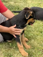 Red collar, a male German Shepherd Dog and Rottweiler for sale in Orrstown, PA – 2 of 6