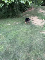 Green collar, a male German Shepherd Dog and Rottweiler for sale in Orrstown, PA – 4 of 7
