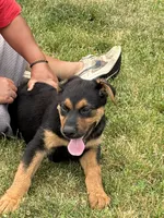 Red collar, a male German Shepherd Dog and Rottweiler for sale in Orrstown, PA – 5 of 6