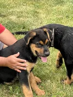 Red collar, a male German Shepherd Dog and Rottweiler for sale in Orrstown, PA – 6 of 6