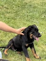 Blue collar , a male German Shepherd Dog and Rottweiler for sale in Orrstown, PA – 2 of 3