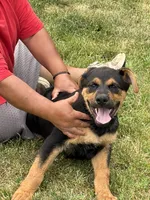 Red collar, a male German Shepherd Dog and Rottweiler for sale in Orrstown, PA – 4 of 6