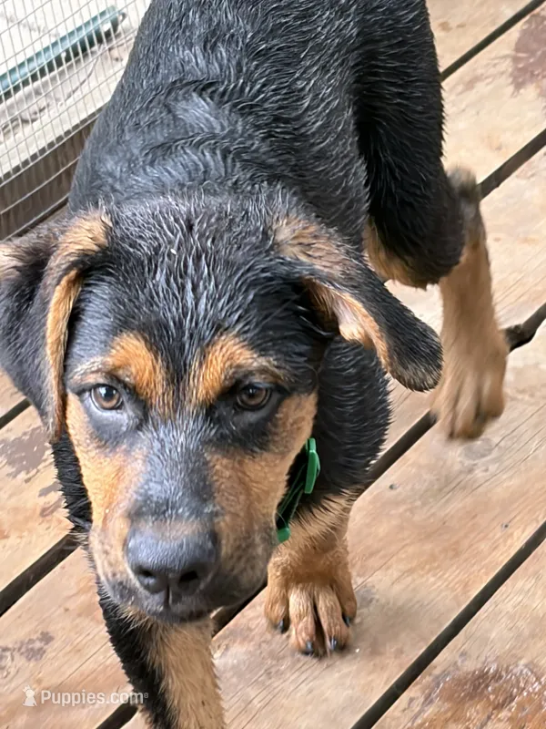 Green collar – German Shepherd Dog, Rottweiler puppy for sale in Orrstown, PA