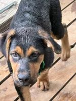 Green collar, a male German Shepherd Dog and Rottweiler for sale in Orrstown, PA – 1 of 7