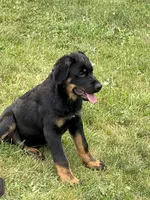 Blue collar , a male German Shepherd Dog and Rottweiler for sale in Orrstown, PA – 3 of 3