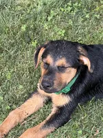 Green collar, a male German Shepherd Dog and Rottweiler for sale in Orrstown, PA – 2 of 7