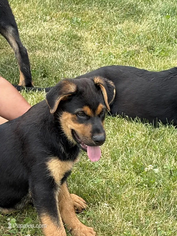 Red collar – German Shepherd Dog, Rottweiler puppy for sale in Orrstown, PA