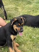 Red collar, a male German Shepherd Dog and Rottweiler for sale in Orrstown, PA – 1 of 6