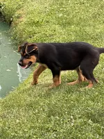 Red collar, a male German Shepherd Dog and Rottweiler for sale in Orrstown, PA – 3 of 6