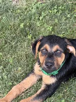 Green collar, a male German Shepherd Dog and Rottweiler for sale in Orrstown, PA – 3 of 7