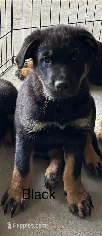 Black collar – German Shepherd Dog, Rottweiler puppy for sale in Orrstown, PA