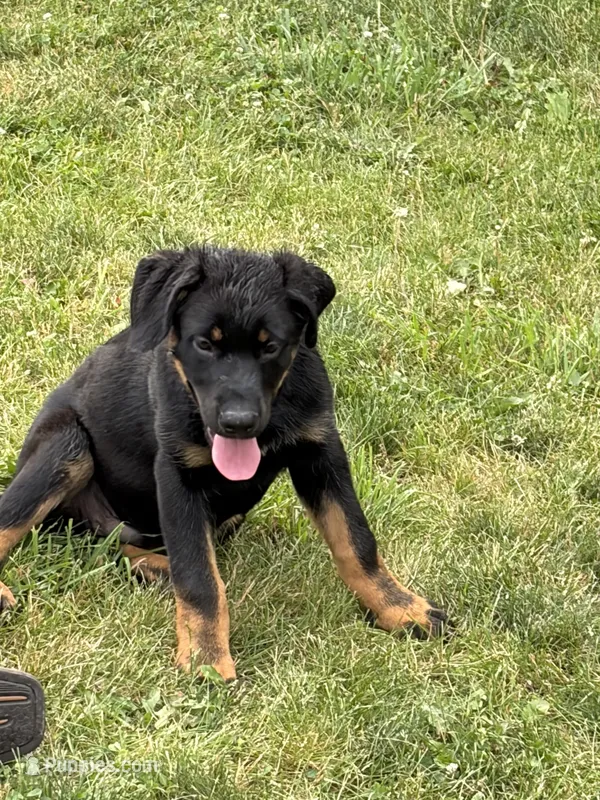Blue collar  – German Shepherd Dog, Rottweiler puppy for sale in Orrstown, PA