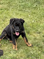 Blue collar , a male German Shepherd Dog and Rottweiler for sale in Orrstown, PA – 1 of 3