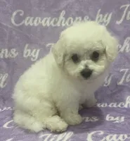 Bichon Boy, a male Bichon Frise for sale in Chesnee, SC – 2 of 4