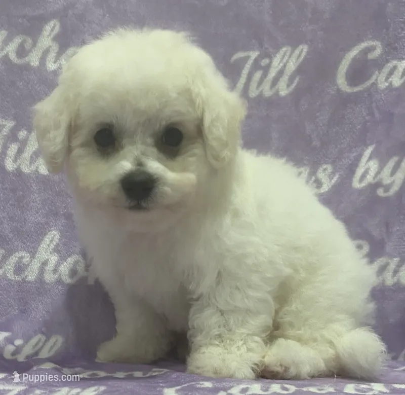 Bichon Boy – Bichon Frise puppy for sale in Chesnee, SC