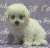 Bichon Boy, a male Bichon Frise for sale in Chesnee, SC – 1 of 4