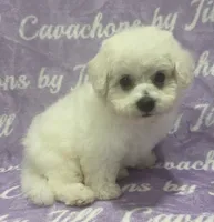 Bichon Boy, a male Bichon Frise for sale in Chesnee, SC – 3 of 4