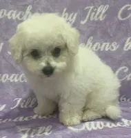 Bichon Boy, a male Bichon Frise for sale in Chesnee, SC – 4 of 4