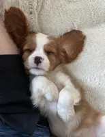 Indigo, a male Cavalier King Charles Spaniel for sale in Chesnee, SC – Photo 8 of 8