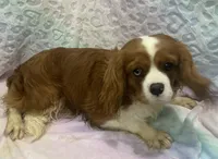 Indigo, a male Cavalier King Charles Spaniel for sale in Chesnee, SC – Photo 2 of 8