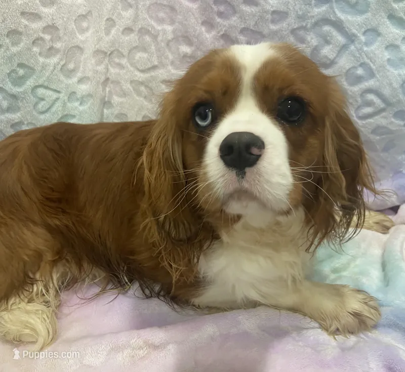 Indigo – Cavalier King Charles Spaniel puppy for sale in Chesnee, SC