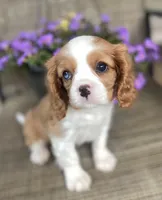 Indigo, a male Cavalier King Charles Spaniel for sale in Chesnee, SC – Photo 7 of 8