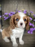 Indigo, a male Cavalier King Charles Spaniel for sale in Chesnee, SC – Photo 5 of 8