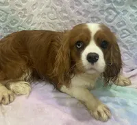 Indigo, a male Cavalier King Charles Spaniel for sale in Chesnee, SC – Photo 4 of 8