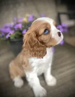 Indigo, a male Cavalier King Charles Spaniel for sale in Chesnee, SC – Photo 6 of 8