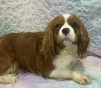 Indigo, a male Cavalier King Charles Spaniel for sale in Chesnee, SC – Photo 3 of 8