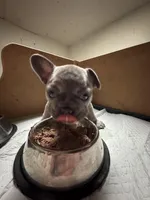 Ruffle, a female French Bulldog for sale in Grand Rapids, MI – Photo 3 of 4