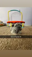 Ruffle, a female French Bulldog for sale in Grand Rapids, MI – Photo 2 of 4
