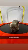 Ruffle, a female French Bulldog for sale in Grand Rapids, MI – Photo 1 of 4